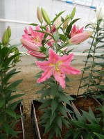 [5361 Uluru DJ No02.JPG]